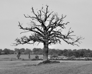 dead_tree